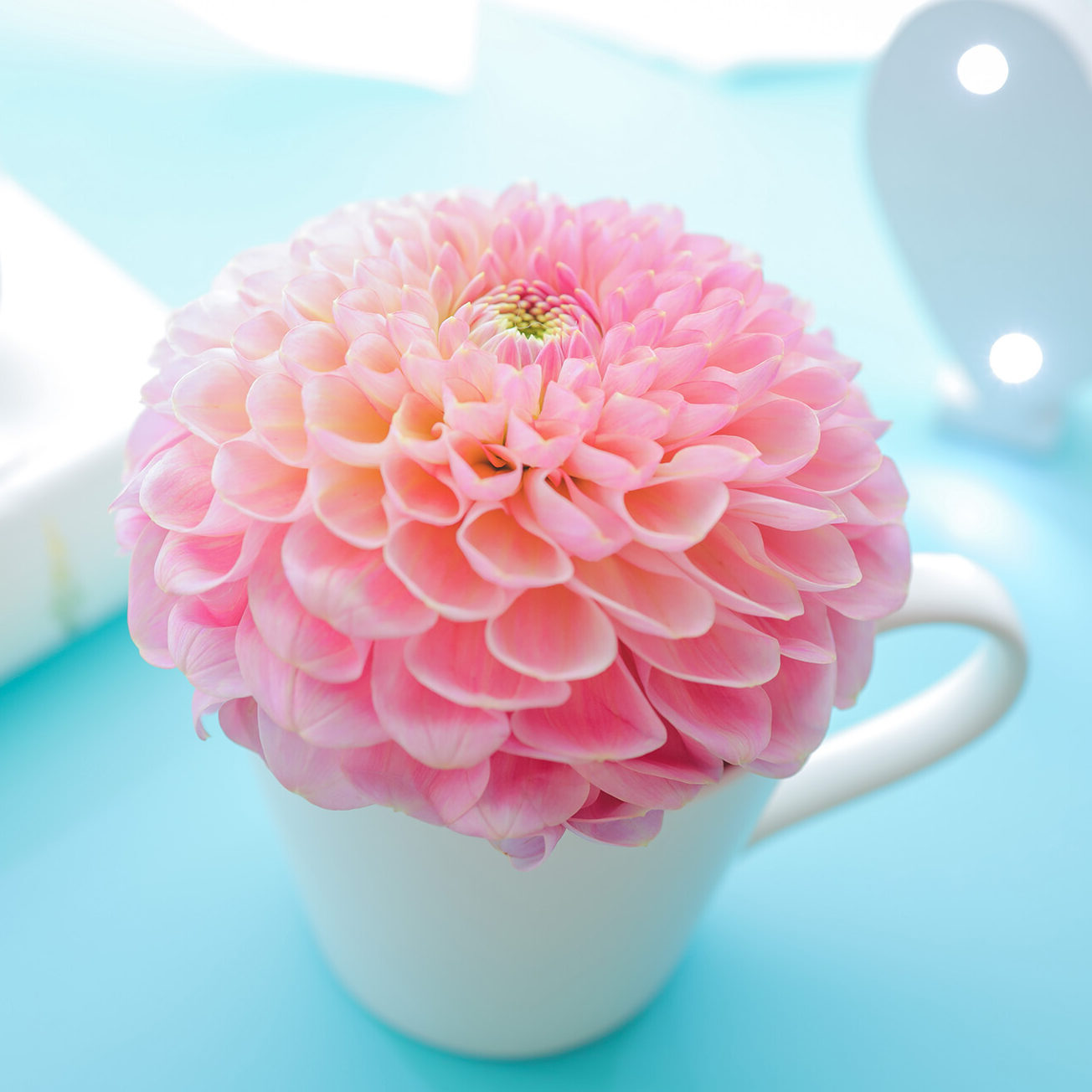 あんのアバター